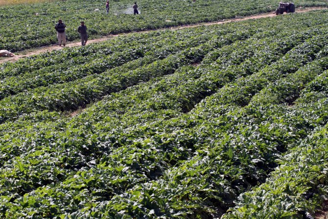 İsrail'den Gazze Tarımına Biyolojik Saldırı