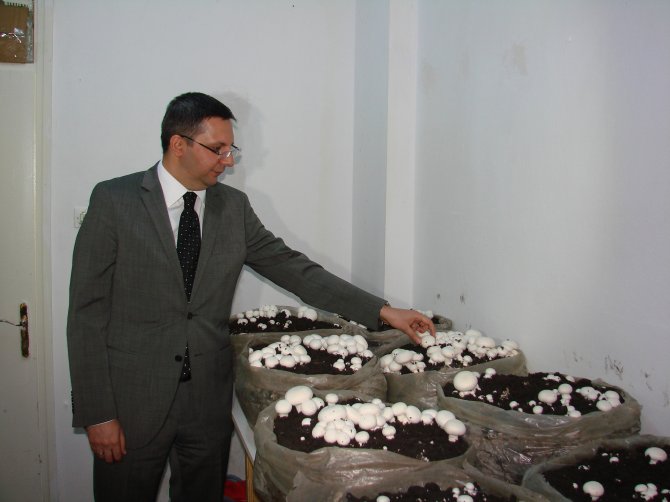 Kaymakamlık Odasında "Kültür Mantarı" Yetiştiriyorlar