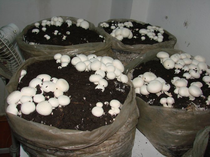 Kaymakamlık Odasında "Kültür Mantarı" Yetiştiriyorlar