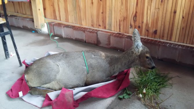 Köpekten Kaçarken Denize Düşen Karaca Kurtarıldı