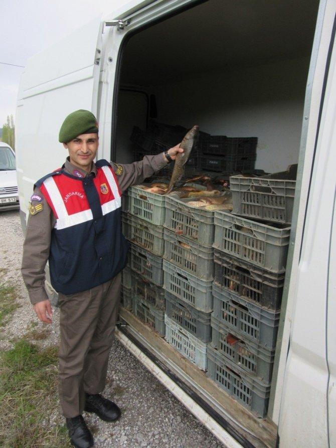 Minibüste 800 Kilogram Kaçak Avlanmış Balık Ele Geçirildi