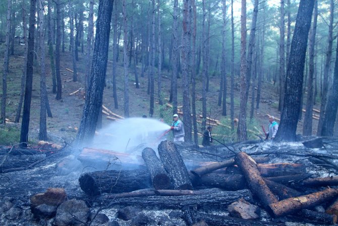 Muğla'da Orman Yangını