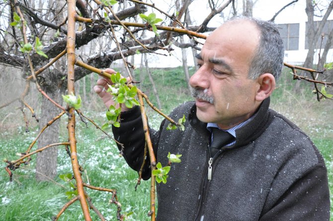 Nisan Karı Şeker Pancarı Ve Meyveleri Etkiledi