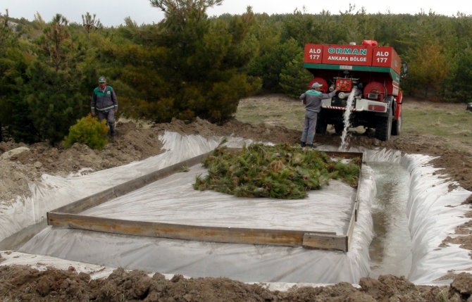 Çam Kese Böceğiyle Mücadele Çalışmaları