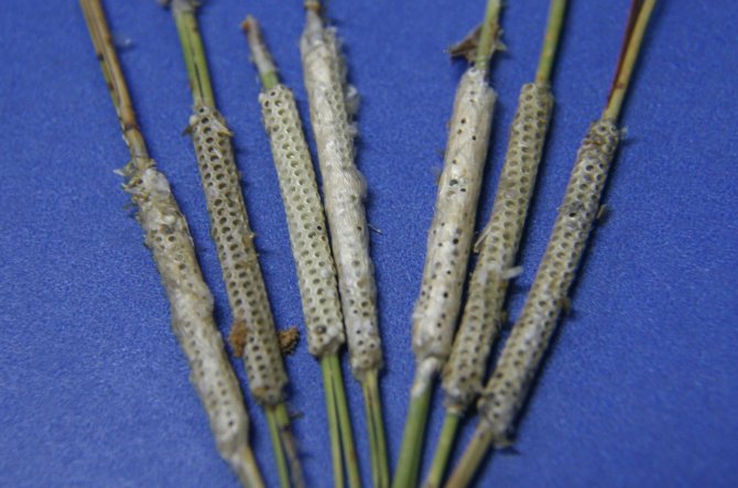 Çam Kese Böceğiyle Mücadele Çalışmaları