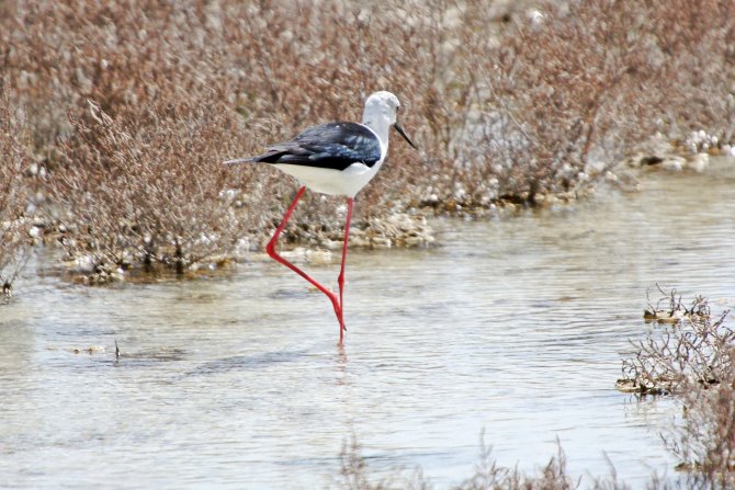 Flamingo Yavruları Kuş Cennetine Renk Kattı