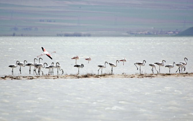 Flamingo Yavruları Kuş Cennetine Renk Kattı