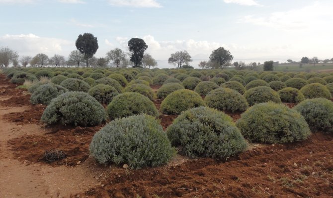 Isparta'ya Lavanta Vadisi Projesi