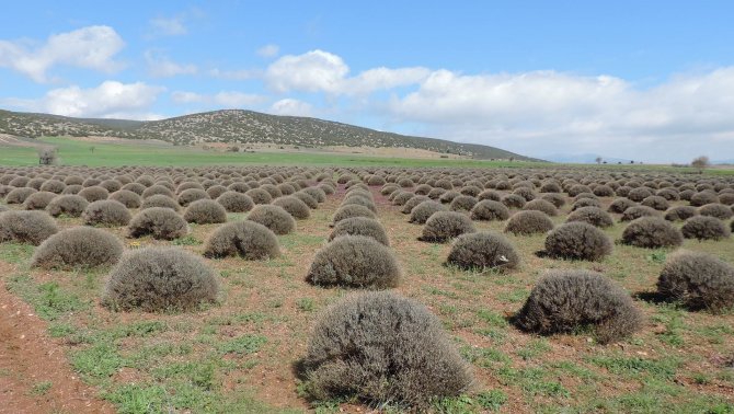 Isparta'ya Lavanta Vadisi Projesi