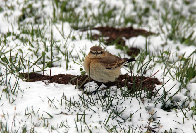 Nisan Karı Yaşamı Olumsuz Yönde Etkiledi