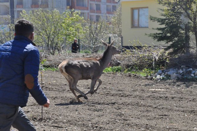 Yaralı Geyik İlçe Merkezine İndi
