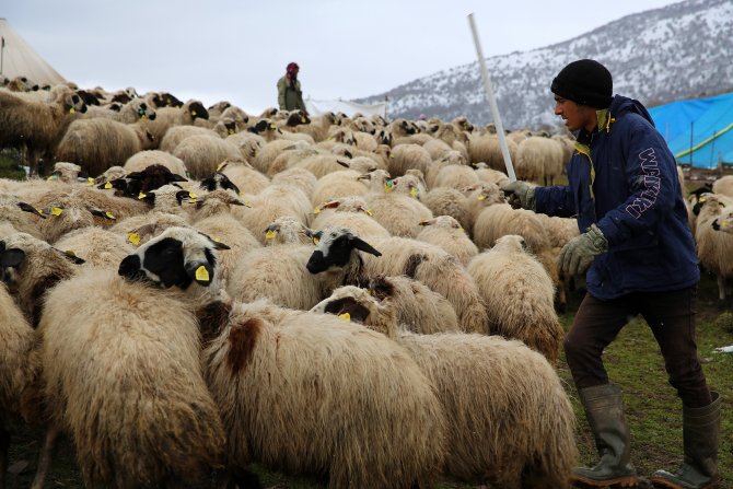 Kar Ve Soğuk Yaylaya Çıkan Sürü Sahiplerini Vurdu