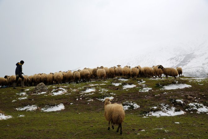 Kar Ve Soğuk Yaylaya Çıkan Sürü Sahiplerini Vurdu