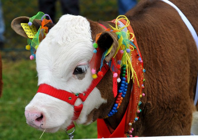 Uşak'ta Buzağı Yarışması