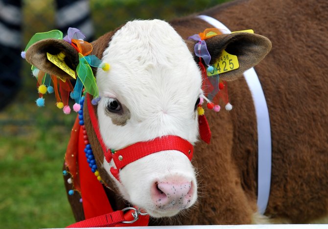 Uşak'ta Buzağı Yarışması