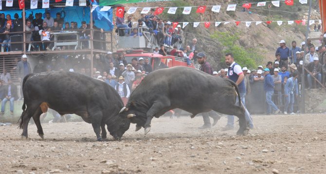 Geleneksel Derekapı Boğa Güreşleri Sona Erdi