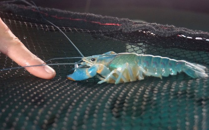 Kırmızı Kıskaçlı Kerevit "Havuzda" Yetiştirildi