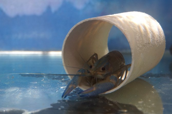 Kırmızı Kıskaçlı Kerevit "Havuzda" Yetiştirildi