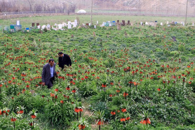 Köylülerin "Ters Lale" Nöbeti