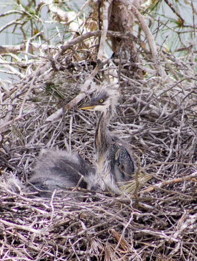 Yavru Kuşların Yaşama Tutunma Çabası