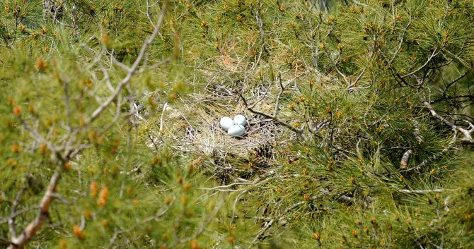 Yavru Kuşların Yaşama Tutunma Çabası