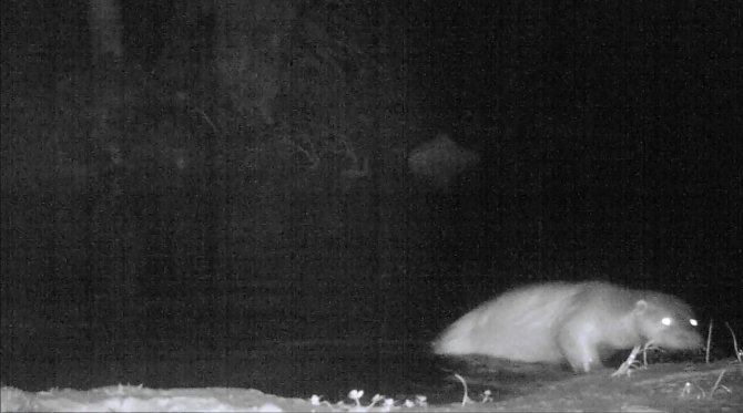 Küre Dağları'nda Su Samuru Görüntülendi