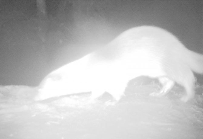 Küre Dağları'nda Su Samuru Görüntülendi