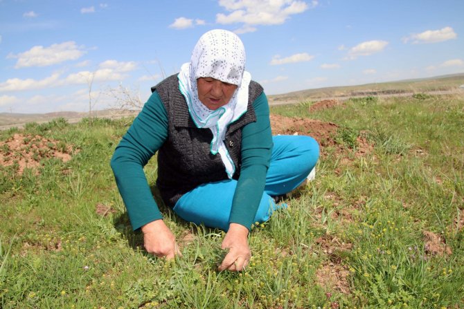 Madımak Bitkisi Tezgahlardaki Yerini Aldı