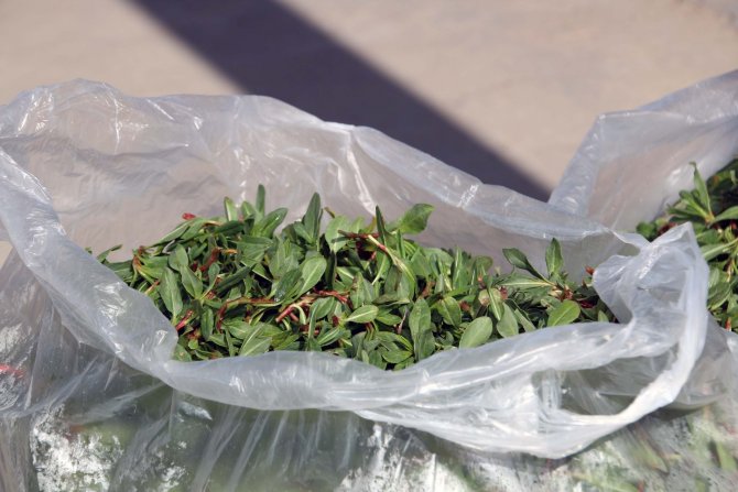 Madımak Bitkisi Tezgahlardaki Yerini Aldı