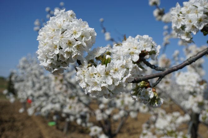 "Tekirdağ Kirazı Bu Yıl Daha Kaliteli Olacak"
