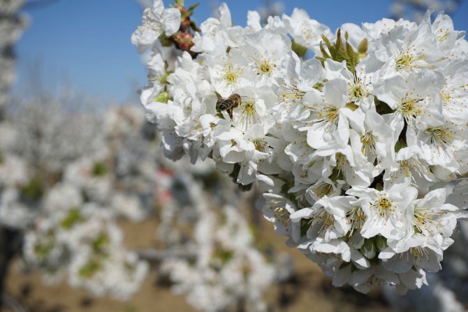 "Tekirdağ Kirazı Bu Yıl Daha Kaliteli Olacak"