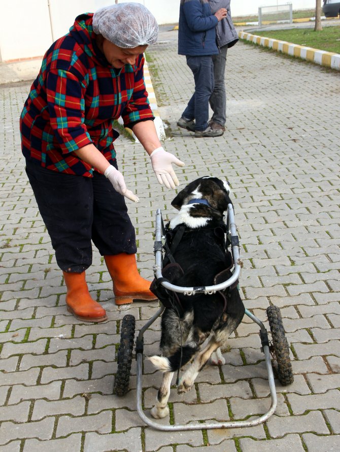 Felçli sokak köpeği protezle yürüdü