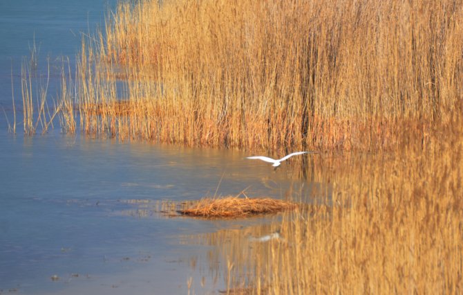 "Sulak alanlar donunca, kuş sayısı azaldı"