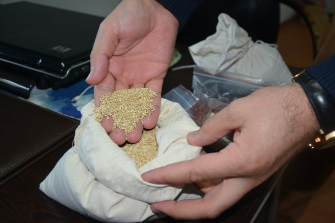 Edirne'de "kinoa" seferberliği