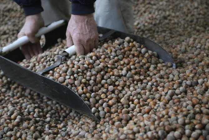 Fındık 9 liraya düşmesi