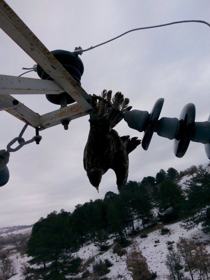 Direğe sıkışan kuş, elektrik kesintisine neden oldu