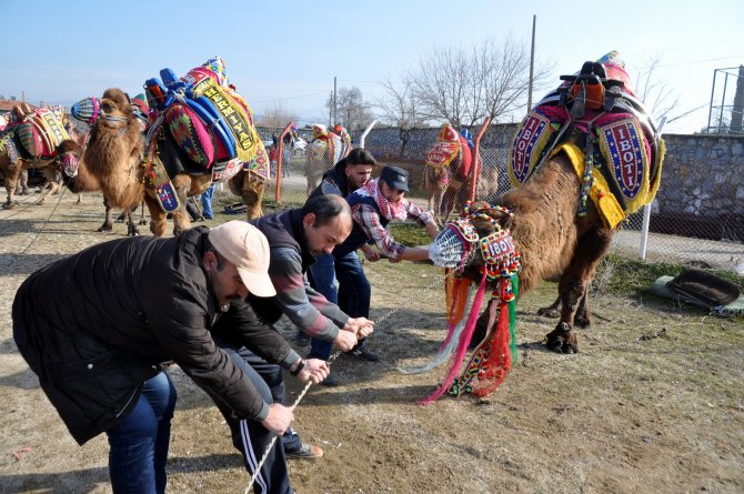 Ege'de Yörük Kültürünün seyirlik geleneği: "Deve Güreşleri"