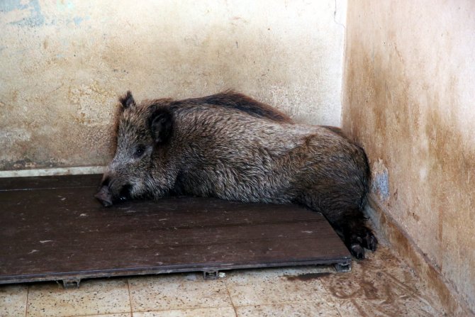 Yaralı domuz tedavi altına alındı