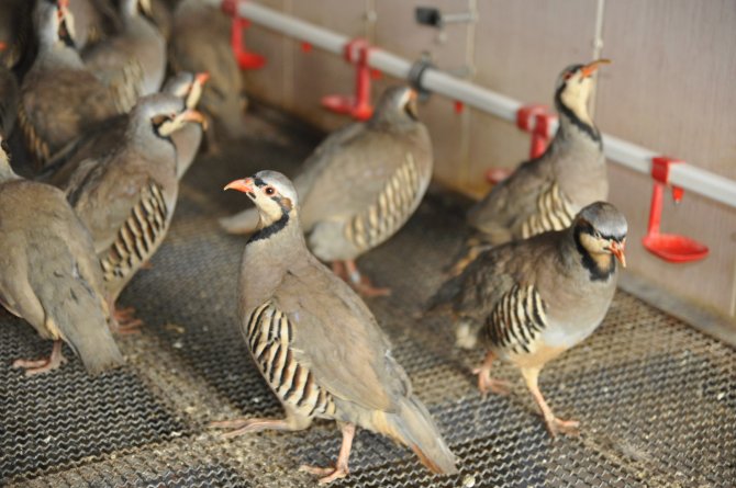 Afyonkarahisar'da üretilen 20 bin keklik doğaya bırakıldı