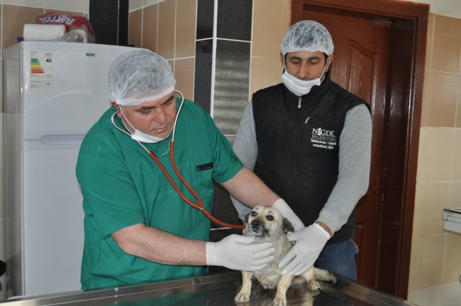 Sokak hayvanlarına "konforlu" hizmet