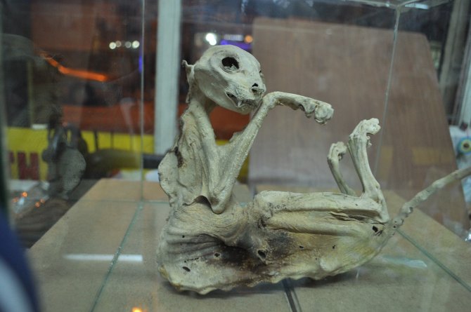 Türü belirlenemeyen hayvan iskeletini iş yerinde sergiliyor