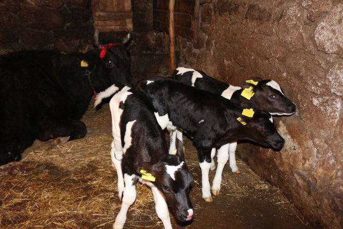 Balıkesir'de bir inek üçüz yavruladı