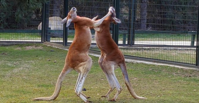 Kanguruların "boks maçı" kamerada