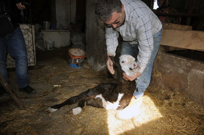 İki bacaklı buzağı görenleri şaşırtıyor