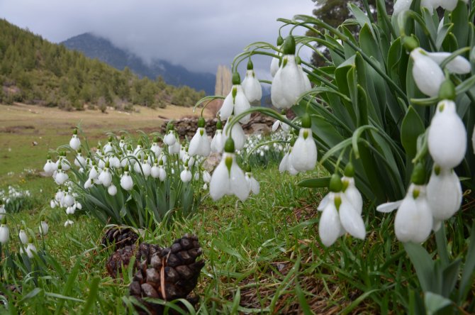 "Kardelenler" çiçek açtı