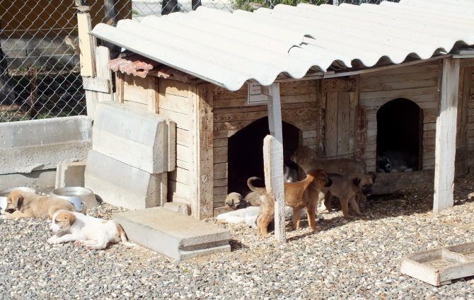 Sokak ve barınaklar "Cins Köpek"lerle dolu