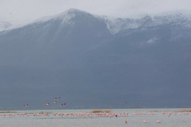 Sultan Sazlığı'nda kuş sayısı arttı