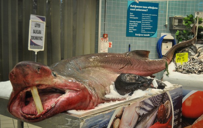 Marmara Denizi'nde yarım tonluk "camgöz" yakalandı