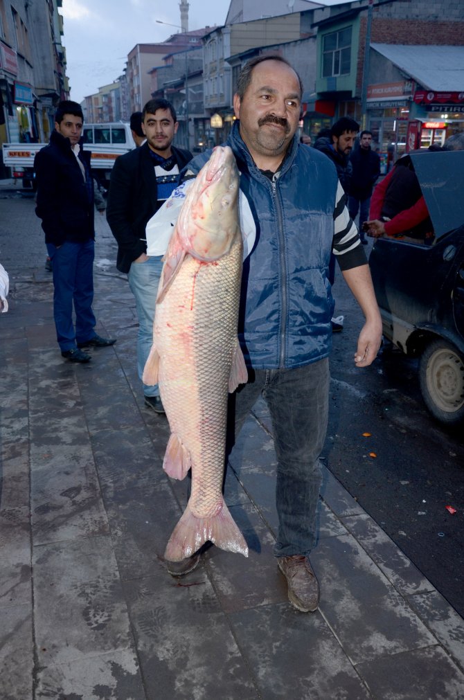 Aras Nehri'nde sezonun ilk balık avı