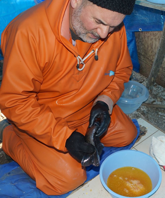 Çubuk'ta alabalık sağımı